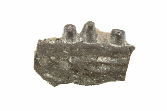 Permian Reptile Jaw Section - Oklahoma #261479